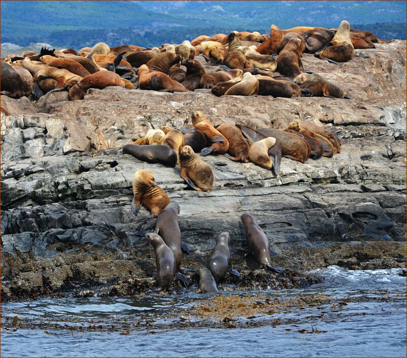 Ushuaia-sea lions-2